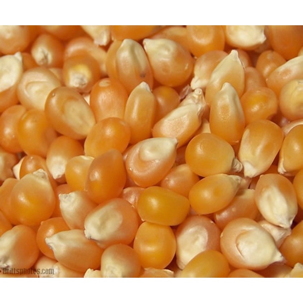 เมล็ดป๊อปคอร์น มี 2 พันธุ์ (ผีเสื้อ/เห็ด) 250ก.-1กก. (Popcorn,เมล็ดข้าวโพด,เมล็ดทำข้าวโพดคั่วเกรด A) - รูปที่ 3