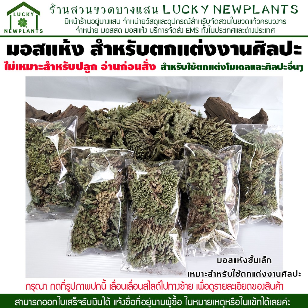 หญ้าแห้ง หญ้าจิ๋ว มอสแห้ง สำหรับตกแต่งงานศิลปะ งานโมเดล 9 บาท