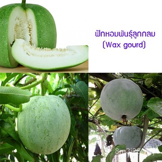 อินทรีย์ ต้น ดอก/เมล็ดพันธุ์ ฟักหอมพันธุ์ลูกกลม (Wax gourd) 60 เมล็ด ปลูกง่าย ปลูกได้ทั่วไทย 2AQR