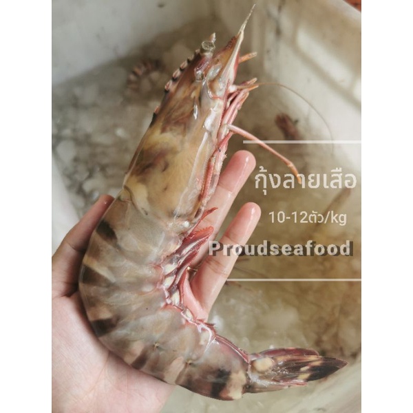 กุ้งลายเสือsize 10-12ตัว/kg