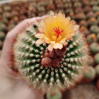 Notocactus schlosseri โนโตแคคตัสสีส้ม ดอกเหลืองไซต์ใหญ่