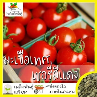 เมล็ดพันธุ์ ชุดมะเขือเทศ ปลูกง่าย โตไว ลูกดก พร้อมส่ง มะเขือเทศเชอรี่แดง/มะเขือเทศหัวใจ/มะเขือเทศต้นอิตาลีทริปแอลครอป