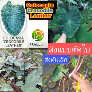 เเท้100% ตัดใบส่ง Colocasia Crocodile leather ต้นเล็ก  บอนหนังจรเข้