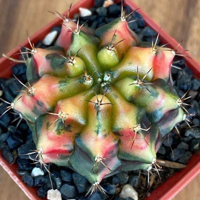 ยิมโนด่าง “อ้วนส้ม” ต้นแม่จากสวนดังเพชรแต้มสี PTS