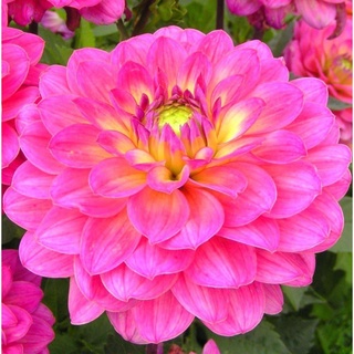 1 หัว/ออเดอร์ รักเร่ Dahlia สายพันธุ์ Brigth Pink หัวรักเร่