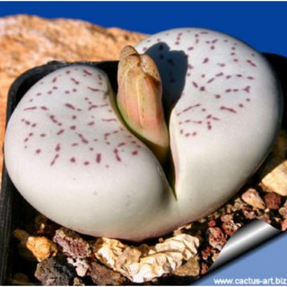 เมล็ด​ Dinteranthus​ vanzyllii 10เมล็ด​ 50บาท​ by แม่ปุ้ม