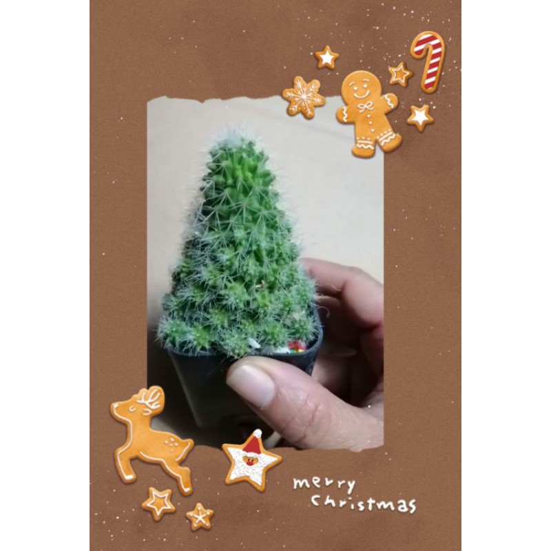 ต้น​ แมมคริสมาส แคคตัส​ ส่งพร้อมกระถาง
