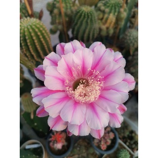 กระบองเพชร cactus หน่อเด็ดสด (Echinopsis Galaxy) ขนาดหน่อ 2.5 - 3.2 ซม. ดอกใหญ่มีกลิ่นหอม ดอกมาง่าย น่าสะสม