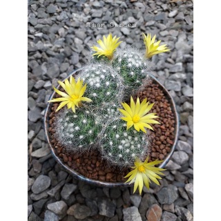 Mammillaria baumii แมมบัวมิไอ