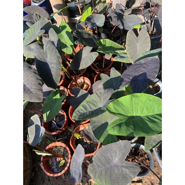 alocasia black magic (บอนดำ)