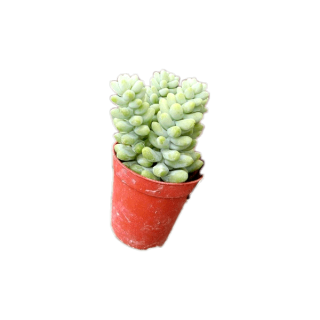 รวงข้าวใหม่ Sedum ^o^