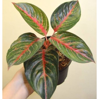 seeds Aglaonema Red Emerald Live50 เมล็ด (ไม่ใช่พืชที่มีชีวิต)