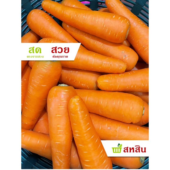 แครอท 🥕 500 กรัม และ 1 กิโลกรัม สวย สด เบอร์ใหญ่ แครอทสด แครอทสวย Carrot (3-6 ลูก/กก.)
