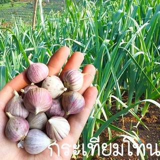กระเทียมโทน🌱สำหรับปลูก🎯ถูกที่สุด15บ.📌หัวกระเทียมโทนสำหรับปลูก 5 หัว🌱งอกง่าย🌱โตไว☘️ทานอร่อย☘️เผ็ดร้อน