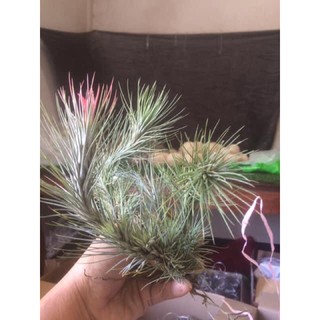 ทิลแลนเซีย ฟรังเกียน่า (Tillandsia funckiana)  #tillandsia #ทิลแลนเซีย สับปะรดสี ไม้ฟอกอากาศ สับปะรดอากาศ ไม้ทนแล้ง