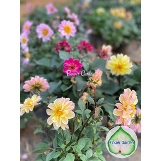 Flower Garden F55 🌺ต้นรักเร่ Dahlia(ดาห์เลีย) หรือต้นรักแรก