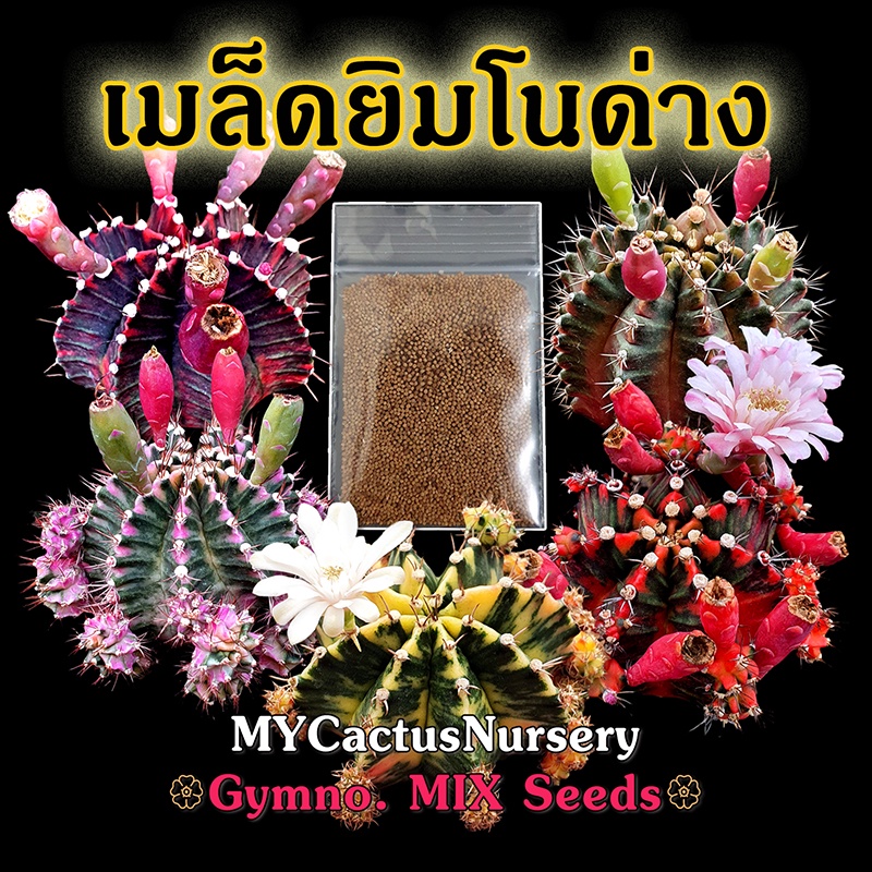 เมล็ดยิมโนด่าง, Gymnocalycium Variegated Seeds, เมล็ด Gymno MIX, เมล็ดยิมโนด่างมิกซ์ จากพ่อและแม่ด่าง