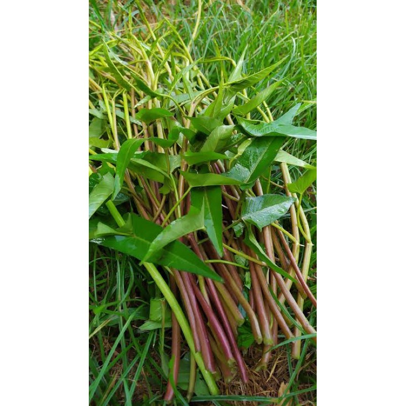 เมล็ดพันธุ์ ผักบุ้งนาแดง ก้านสีแดง(Red Kang Kong)บรรจุ 30 เมล็ดแก้ฟกช้ำ ถอนพิษยา แก้โรคประสาท ปวดศรี