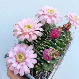 Gymnocalycium mihanovichii cristata seedling (ไม้เมล็ด)  ยิมโนคาไลเซี่ยมคริสตาต้า ไม้เมล็ด พูเยอะๆ