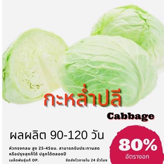 เมล็ดพันธุ์ กะหล่ำปลี 500 เมล็ด Cabbage กะหล่ำหัว (ซื้อ 10 แถม 1 คละอย่างได้)