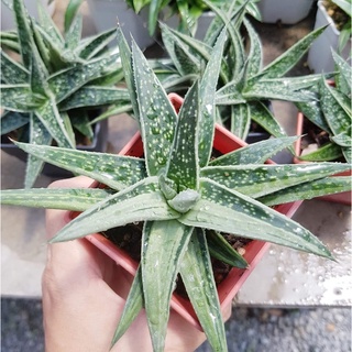 แกสทีเรียโดรีนิเอ(Gasteria.doreeniae)