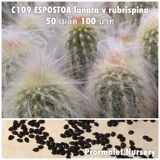 C109 ESPOSTOA lanata v rubrispina 50 เมล็ด 100 บาท