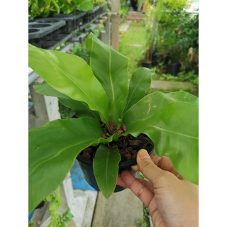 ต้นเฟริ์นข้าหลวง​ Bird’s nest Fern