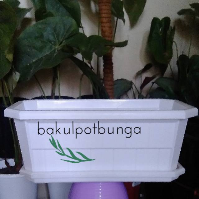 สีเขียว ใบไม้ โรซี่ กระถางพลาสติกสี่เหลี่ยม 62462 ชุดที่รองแก้ว