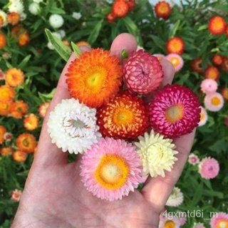 (ผู้ค้าส่งเมล็ดพันธุ์) เมล็ดพันธุ์ ดอกกระดาษ คละสี 200 เมล็ด Mixed Strawflower Seed เมล็ดพันธุ์แท้ นำเข้าจากต่างประเทศ ป