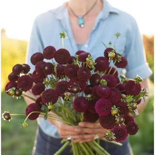 1 หัว/ออเดอร์ รักเร่ Dahlia สายพันธุ์ Moor Place หัวรักเร่