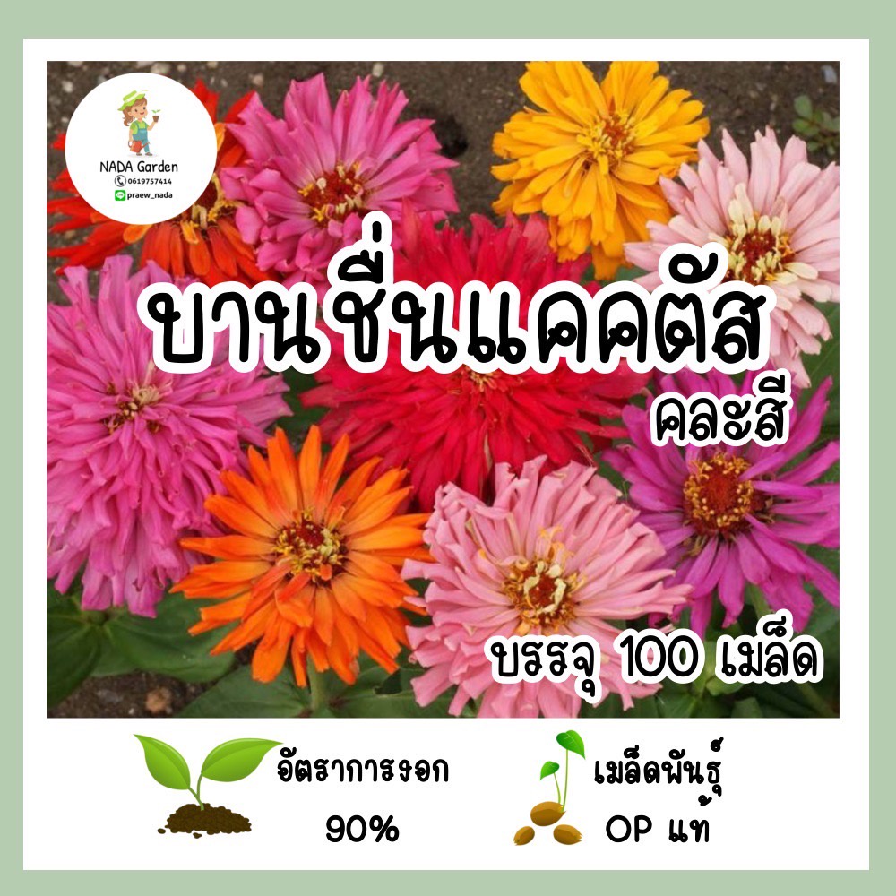 เมล็ดพันธุ์ บานชื่นแคคตัส คละสี 100เมล็ด เมล็ดพันธุ์OPแท้ อัตราการงอกสูง