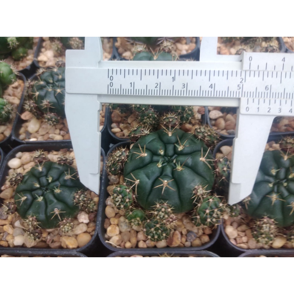 💥ยิมโนแม่ลูกดก💥 Gymnocalycium damsii 4-5ซม. ต้นกระบองเพชร  ต้นแคคตัส (กรุณาอ่านรายละเอียดก่อนทำการสั่งซื้อ)
