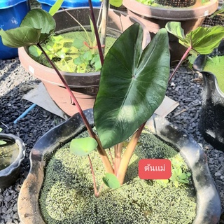 🌈Colocasia Hawaiian Punch🌈 โคโลคาเซียฮาวายเอี้ยนพันช์