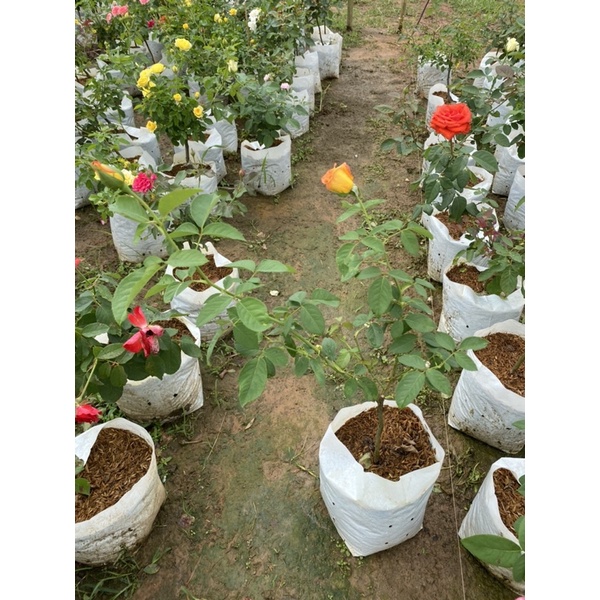 กุหลาบสีเหลือง Grandiflora (โกลด์เมดัล) รูปที่ 2