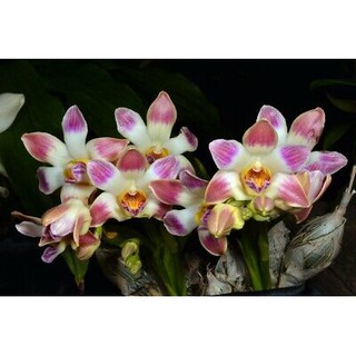 กล้วยไม้อเมริกาใต้ ดอกสวยงาม Chysis limminghei สีชมพู 1 ต้น