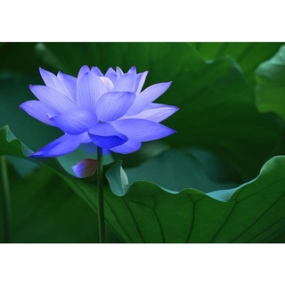 7 เมล็ด เมล็ดบัว สีน้ำเงิน ดอกใหญ่ สายพันธุ์เมล็ดบัว ดอกบัว Lotus seeds.