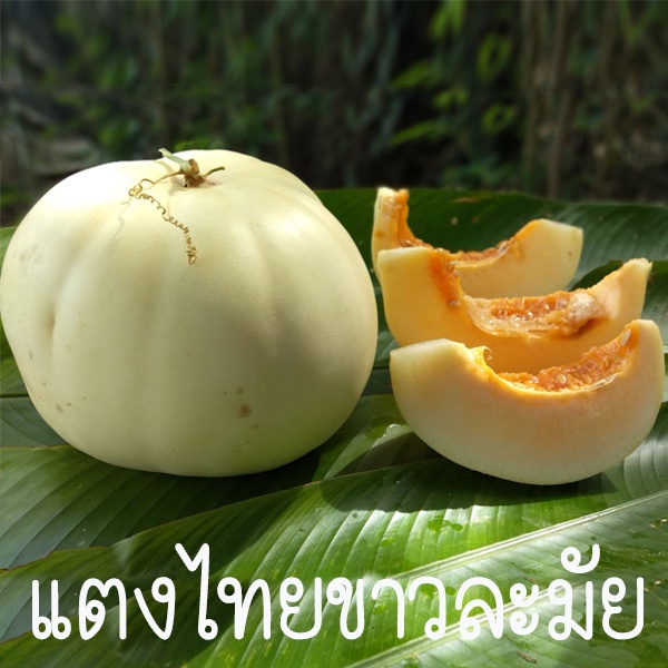 แตงไทยขาวละมัย ถูกที่สุด10บ. เมล็ดพันธุ์แตงไทยขาวละมัย 10 เมล็ด งอกง่าย โตไว หวานอร่อย สีขาวละมัย