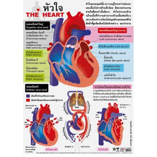 โปสเตอร์พลาสติก PP เรื่องหัวใจ #EP-126