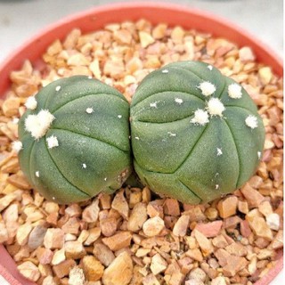 Cake Cactus Farm กระบองเพชร Astrophytum asterias  nudum kikko twin  แอสโตรไฟตัม แอสทีเรีย นูดัม กิ๊กโก๊ะ แฝด ดอทฟู