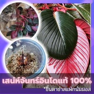 ชิ้นตาต้นเสน่ห์จันทร์สายพันธุ์นำเข้าจากอินโดแท้ 100% สายพันธุ์ไม้หายาก ใบสวยจัดๆ คัดข้อตาชัด พร้อมส่ง