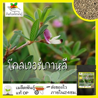 เมล็ดพันธุ์ โคลเวอร์เกาหลี 700 เมล็ด  Korean Clover (Lespedeza stipulacea) เมล็ดพันธุ์แท้ นำเข้าจากต่างประเทศ ปลูกง่าย