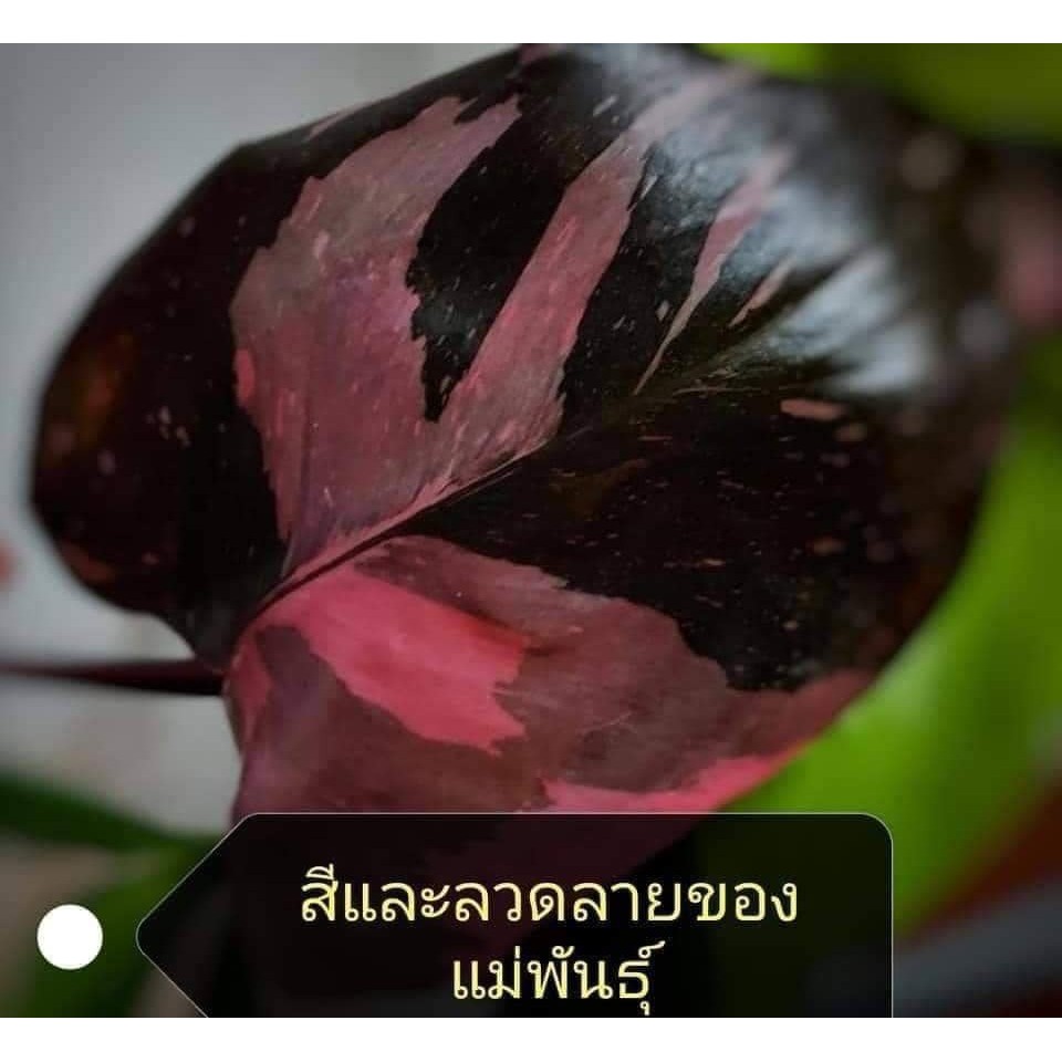 Philodendron Pink Princess เจ้าหญิงสีชมพู