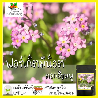 เมล็ดพันธุ์ ฟอร์เก็ตมีน็อต ดอกสีชมพู 100 เมล็ด Pink Forget me not  เมล็ดพันธุ์แท้ นำเข้าจากต่างประเทศ โตไว พร้อมส่ง