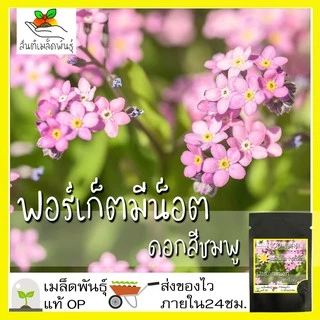 เมล็ดพันธุ์ ชุดดอกฟอร์เก็ตมีน็อต ดอกไม้แห่งความรัก ขายดีที่สุด ปลูกง่าย โตไว พร้อมส่ง ฟอร์เก็ตมีน็อต/พันธุ์แอฟริกา/สีฟ้า