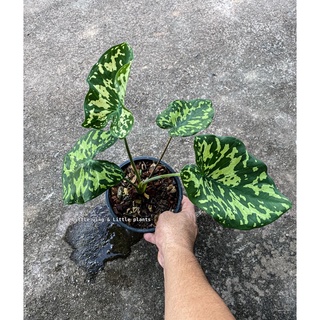 บอนเสือพราน(Colocasia esculenta Hilo Beauty )