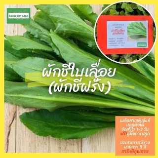 ☘️เมล็ดสายพันธุ์แท้หายาก☘️#ผักชีใบเลื่อย500เมล็ด แท้💯% [ในร้านมีให้เลือกอีกเยอะมาก❗️]