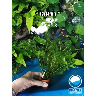 ต้นไม้น้ำคละชนิด *ซื้อ 5 กระถางแถม 2 กระถาง*รวม 7 กระถาง **กรุณาอ่านรายละเอียดก่อนสั่งซื้อแพ็คใส่เจลเย็นไปด้วย**
