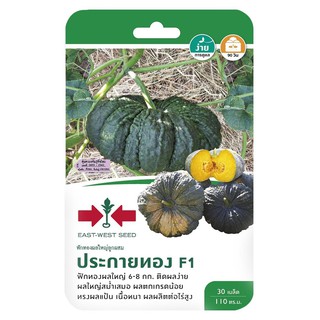 ฟักทองผลใหญ่ลูกผสม F1 ประกายทอง ศรแดง HYBRID PUMPKIN SEED F1 SORNDAENG PRAKAITHONG