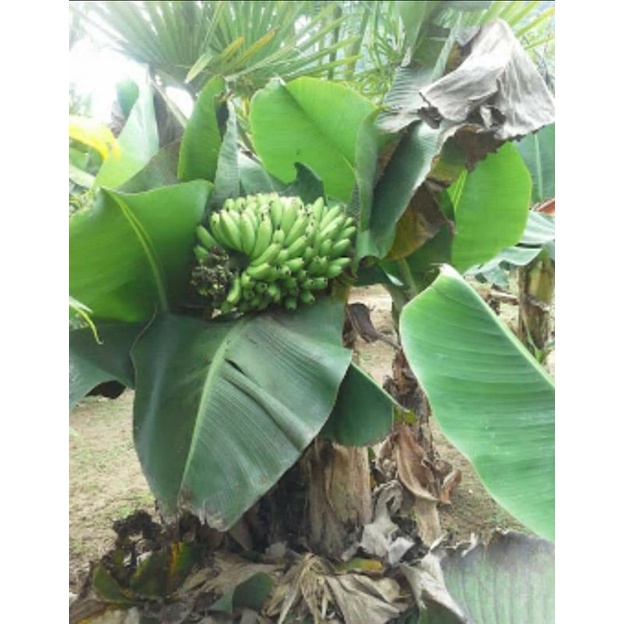 หน่อกล้วยหอมเตี้ย กล้วยภาคใต้  พันธุ์เตี้ย แน่นอน จากสวนตัวเอง