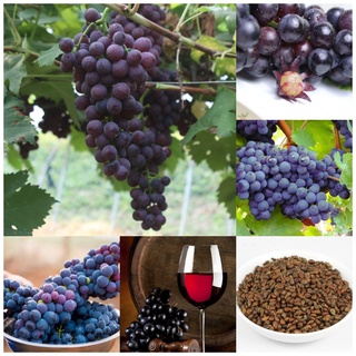 พร้อมสต็อกในประเทศไทย 50pcs/bag Grape Seeds สามารถปลูกได้ทั่วประเทศไทย ต้นไม้ ต้นไม้ประดับ เมล็ดพันธุ์ พันธุ์ไม้ผล